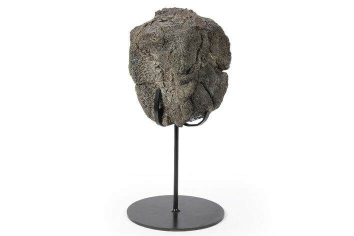 Fossil Hadrosaur Caudal Vertebra w/ Metal Stand - Texas #243665